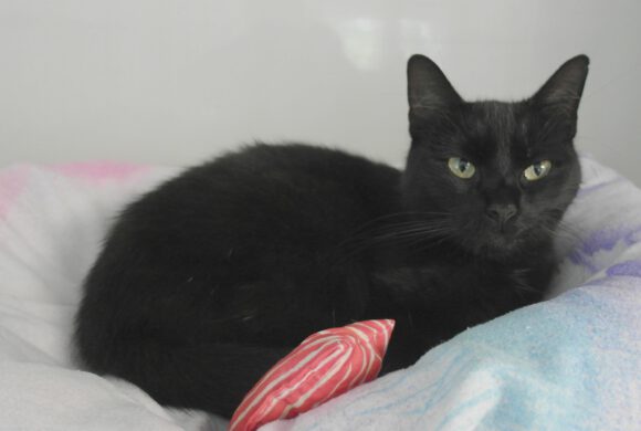 Katze in Wasbüttel gefunden
