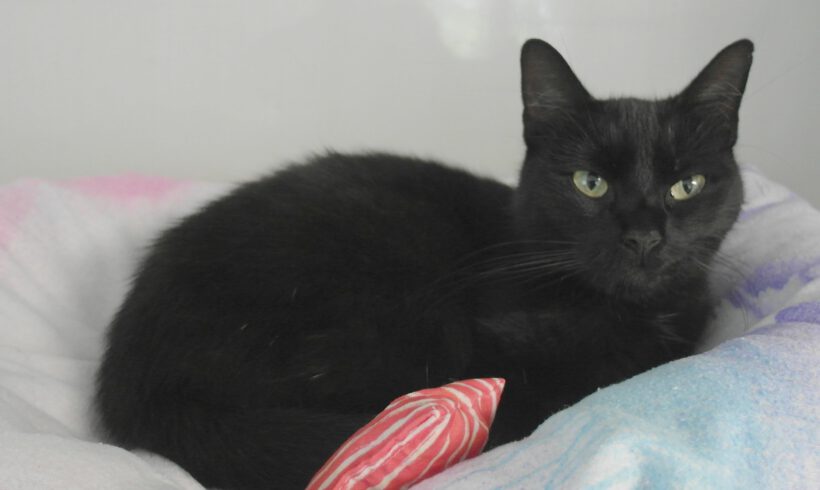 Katze in Wasbüttel gefunden