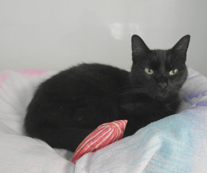 Katze in Wasbüttel gefunden