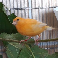 Kanarienvogel in Gifhorn gefunden