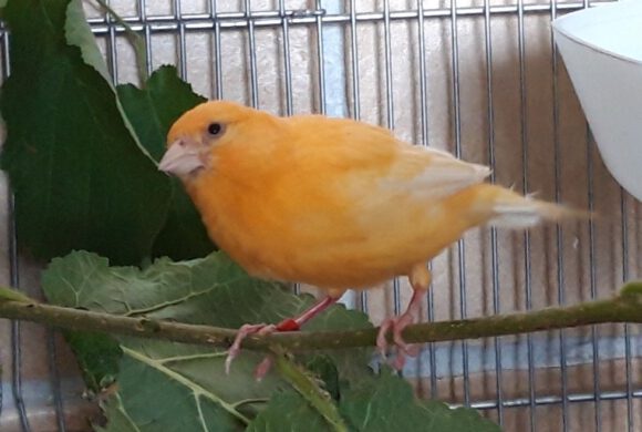 Kanarienvogel in Gifhorn gefunden