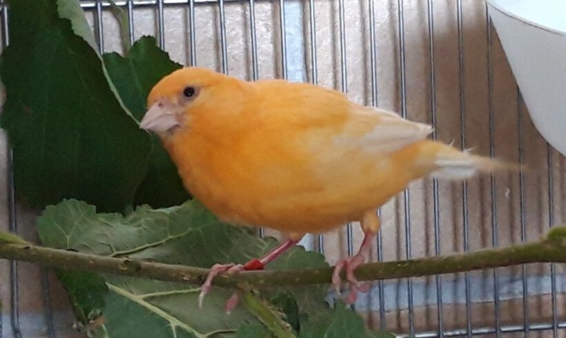 Kanarienvogel in Gifhorn gefunden