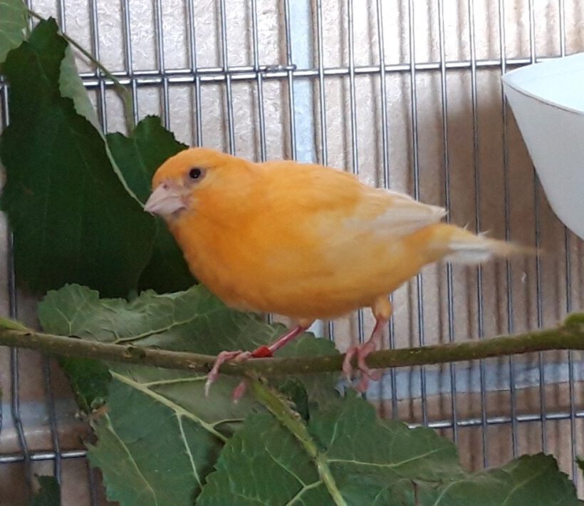 Kanarienvogel in Gifhorn gefunden