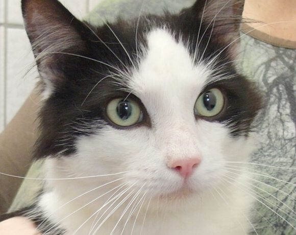 Locke, ca. 2 Jahre