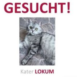Lokum in Gifhorn vermisst Lokum in Gifhorn vermisst