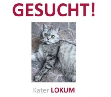 Lokum in Gifhorn vermisst