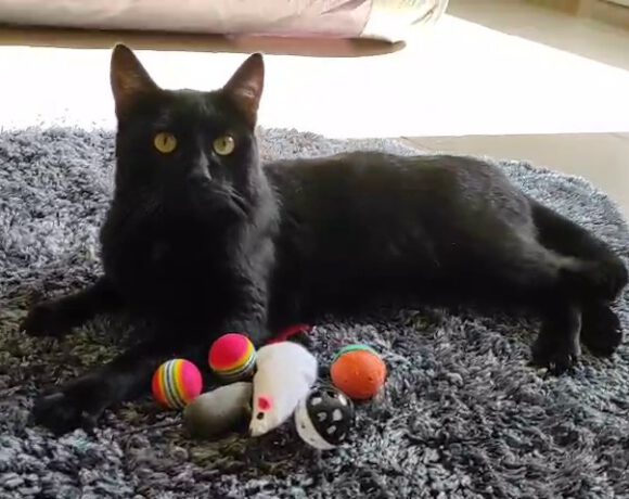 Lorenzo, 2-3 Jahre