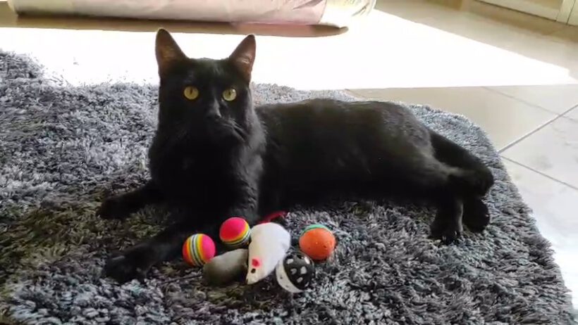 Lorenzo, 2-3 Jahre