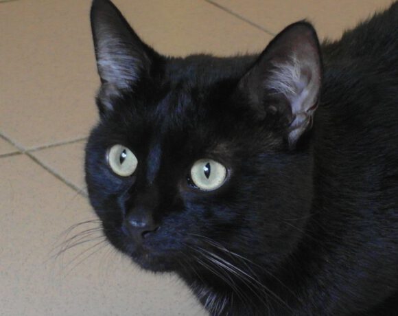 Lorenzo, 2-3 Jahre