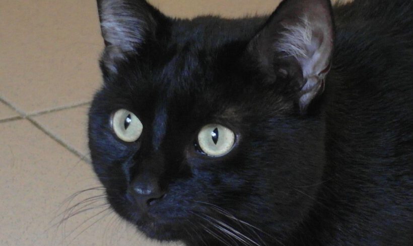 Lorenzo, 2-3 Jahre