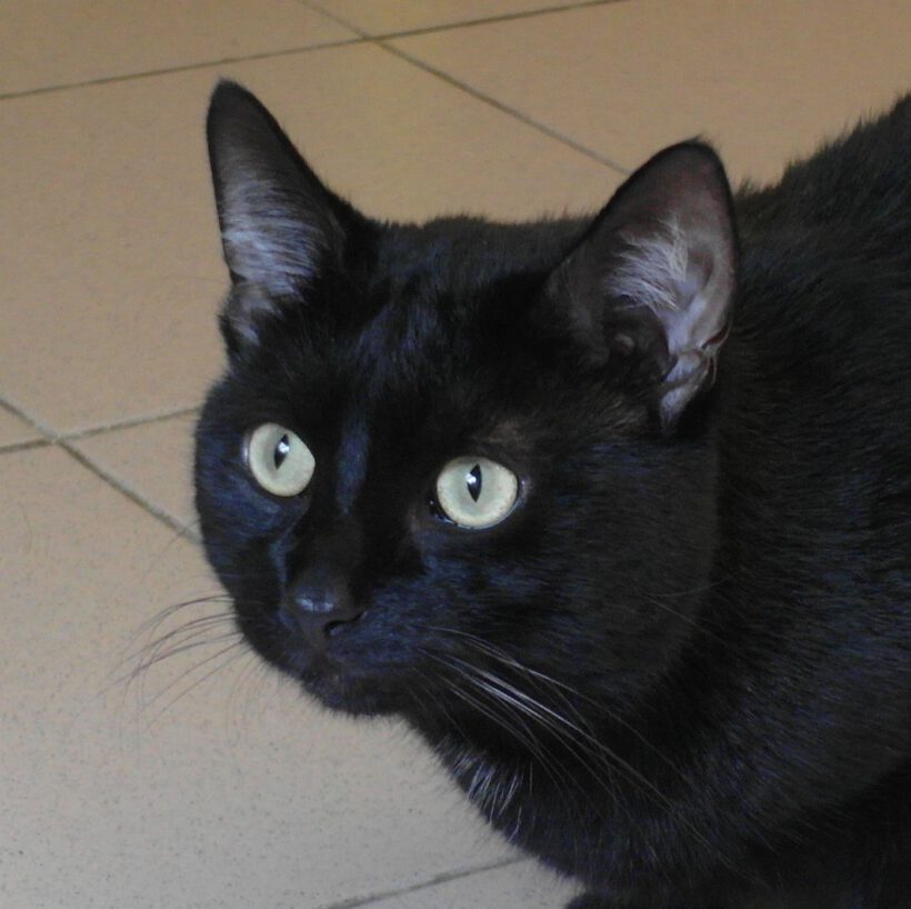 Lorenzo, 2-3 Jahre