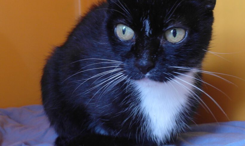 Meike, ca. 7 Jahre