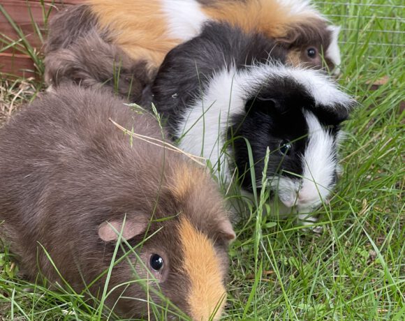 Schoko, Meeri und Lilly