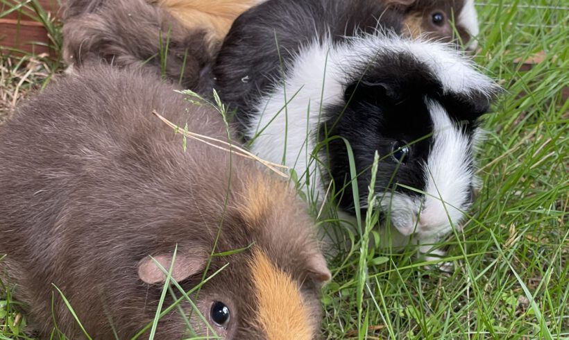 Schoko, Meeri und Lilly