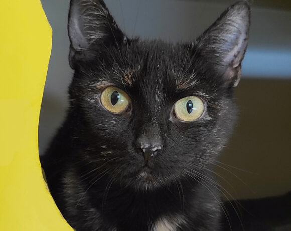 Doro, 4-5 Jahre