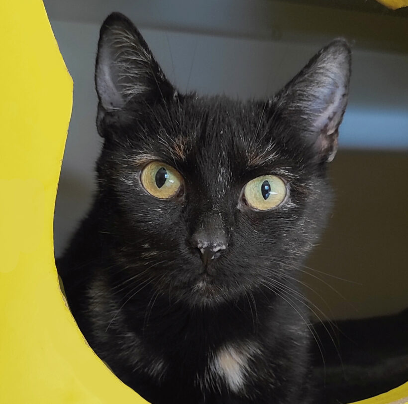 Doro, 4-5 Jahre