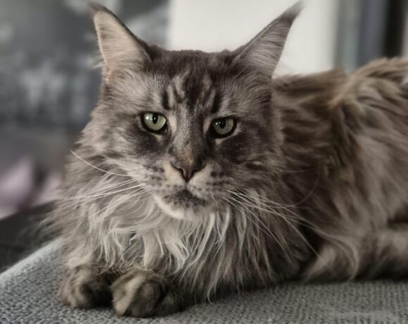 Finchen, 7 Jahre