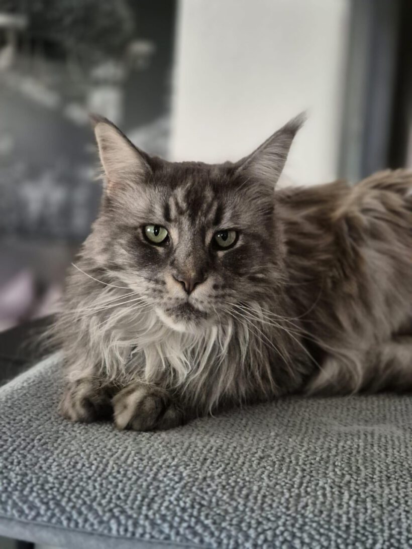 Finchen, 7 Jahre
