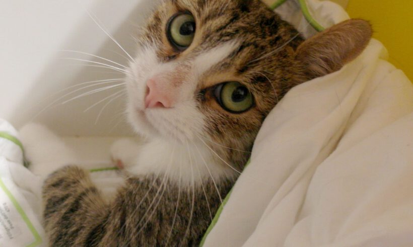 Nepomuk, 2-3 Jahre
