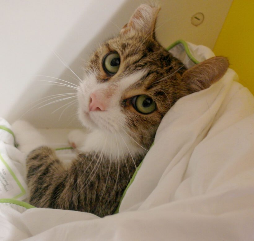 Nepomuk, 2-3 Jahre