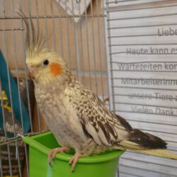 Nymphensittich in Gifhorn gefunden Nymphensittich in Gifhorn gefunden