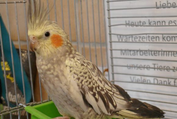 Nymphensittich in Gifhorn gefunden