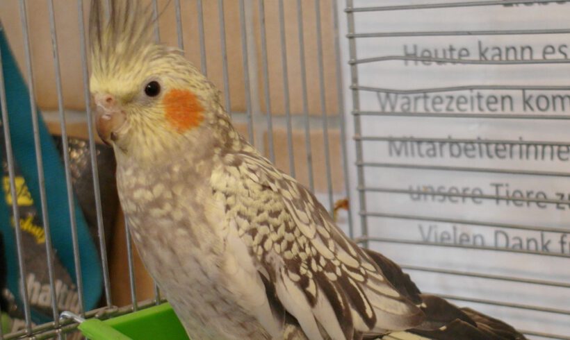 Nymphensittich in Gifhorn gefunden