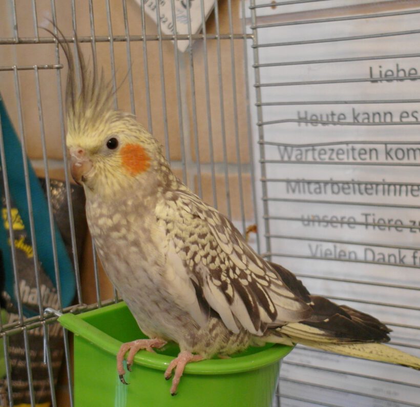 Nymphensittich in Gifhorn gefunden