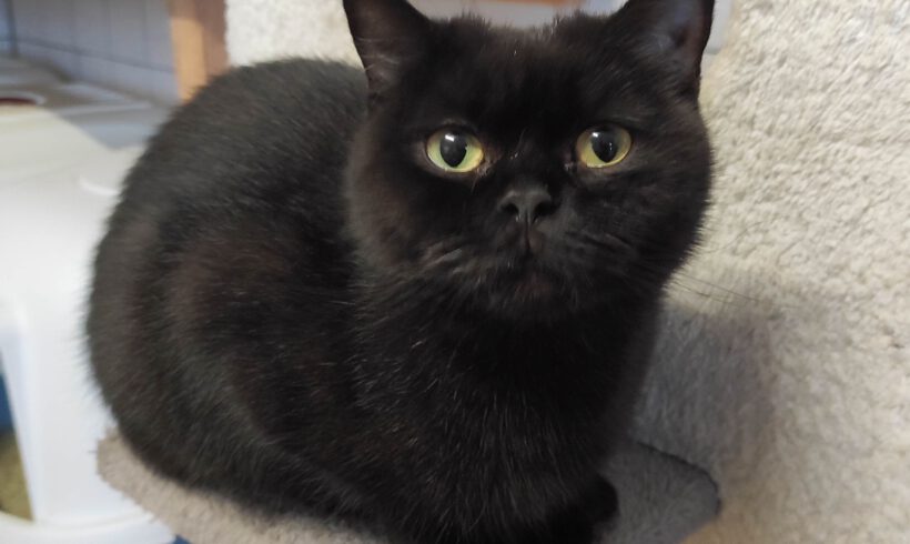 Pocky, 1-1,5 Jahre