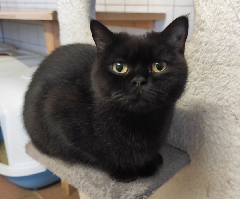 Pocky, 1-1,5 Jahre