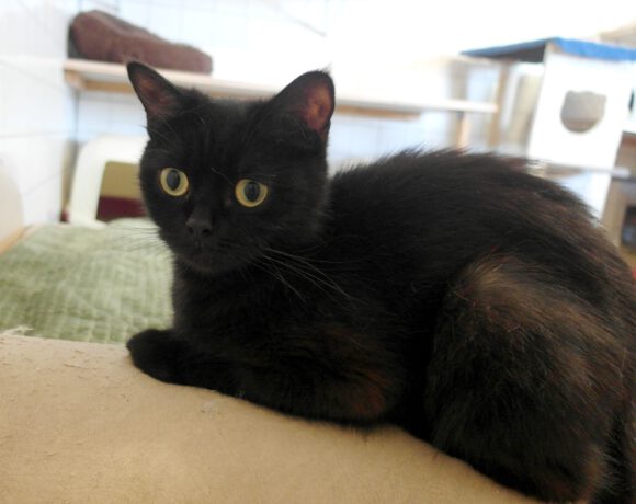 Pocky, 1-1,5 Jahre