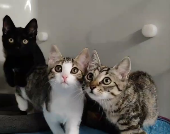 Sprotte, Turtle & Rosinchen