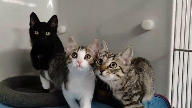 Sprotte, Turtle & Rosinchen