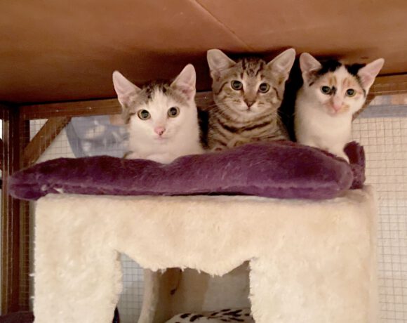 Marielle, Rosalie & Hugo