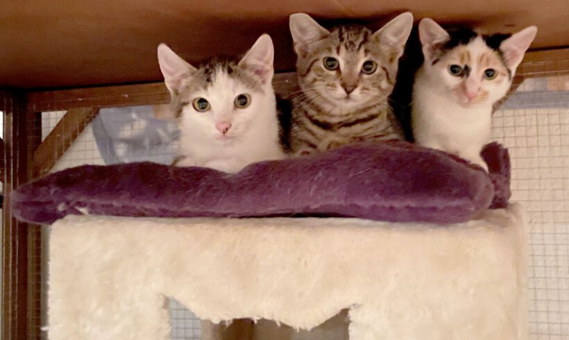 Marielle, Rosalie & Hugo
