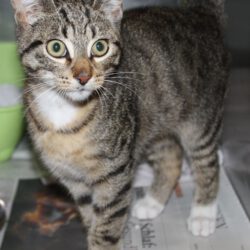 Kater in Gifhorn gefunden