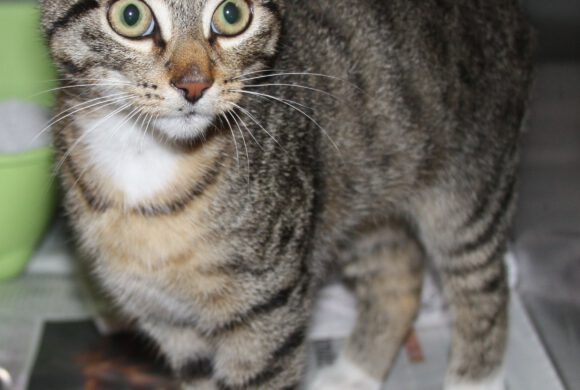 Kater in Gifhorn gefunden Kater in Gifhorn gefunden