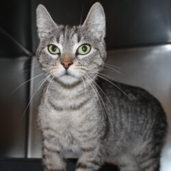 Katze in Gifhorn gefunden