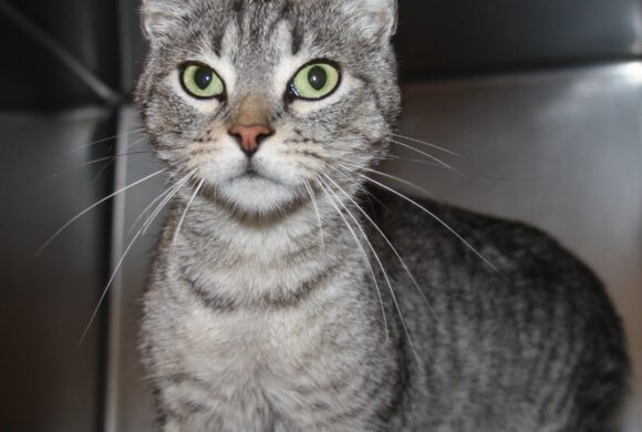 Katze in Gifhorn gefunden Katze in Gifhorn gefunden