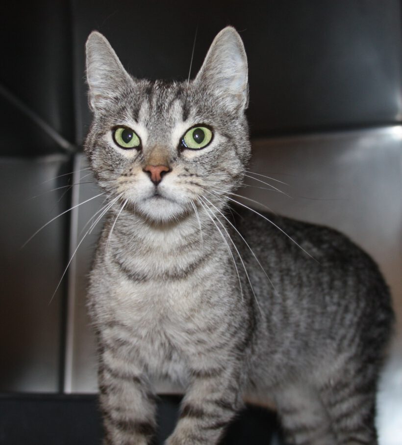 Katze in Gifhorn gefunden