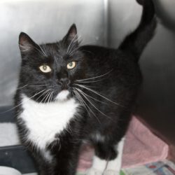 Katze in Hillerse gefunden