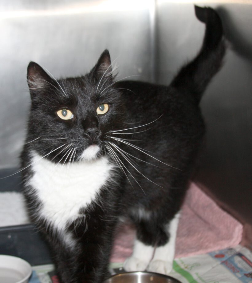 Katze in Hillerse gefunden