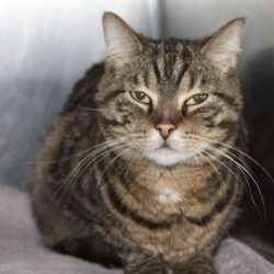 Katze in Vordorf gefunden