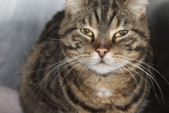Katze in Vordorf gefunden Katze in Vordorf gefunden