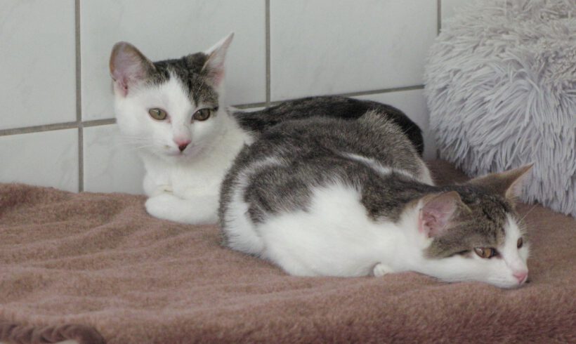 Runi, Nura, Lexy & Greta