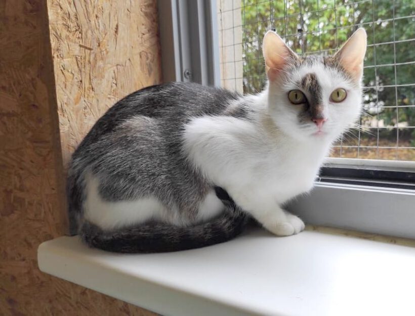 Hina, ca. 3 Jahre Hina, ca. 3 Jahre