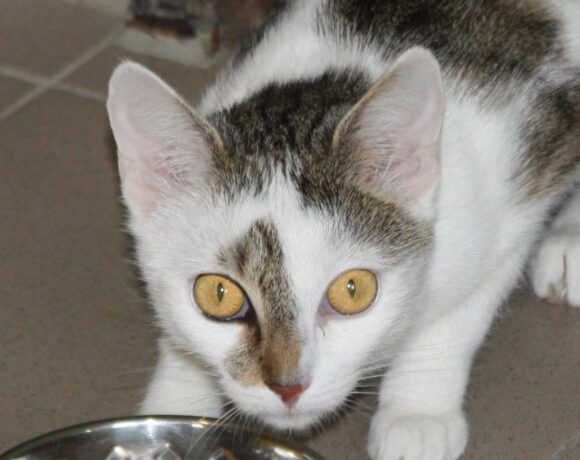 Hina, ca. 3 Jahre