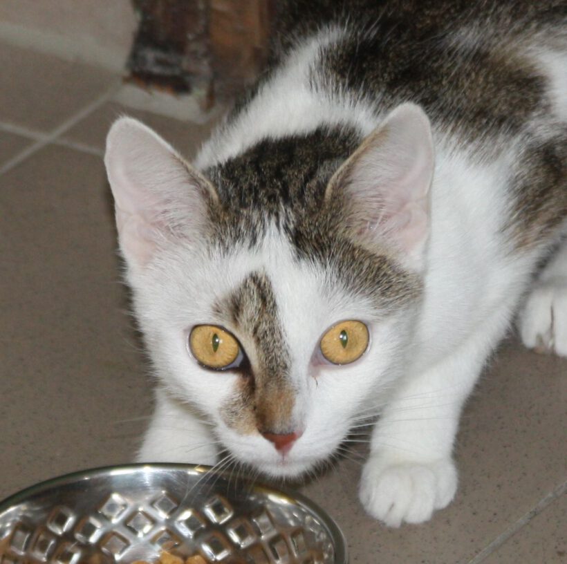 Hina, ca. 3 Jahre