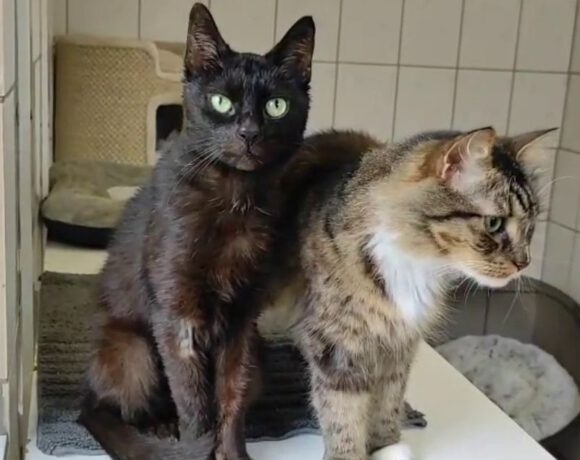 Blacky & Lucy, Ü10 Jahre