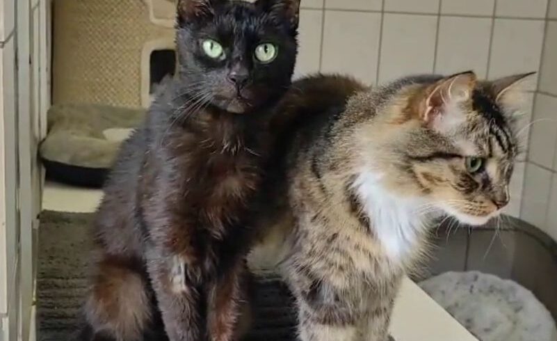 Blacky & Lucy, Ü10 Jahre